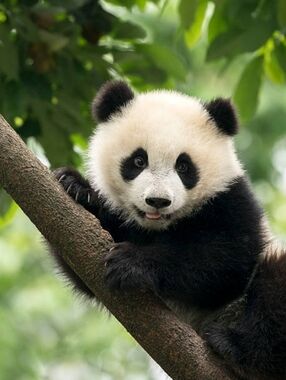 Custom Fridge Magnet Panda Bear Wildlife Home Kitchen Decor